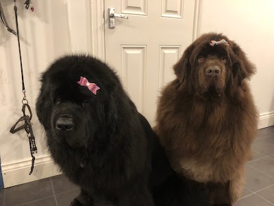 Photo associated with Fur Babies Dog Grooming