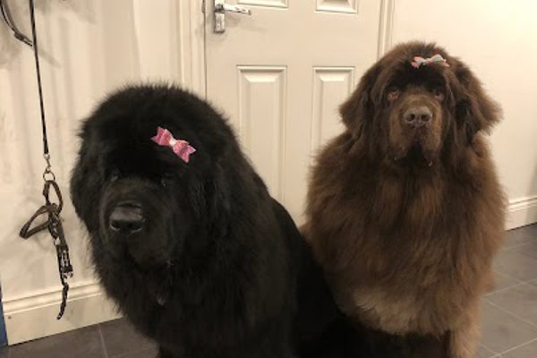 Photo associated with Fur Babies Dog Grooming