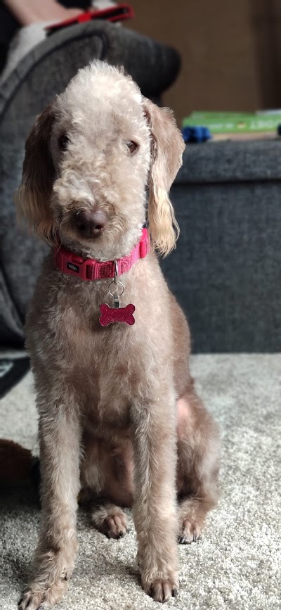 Photo associated with rivendown all pets grooming services