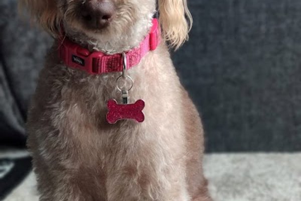 Photo associated with rivendown all pets grooming services