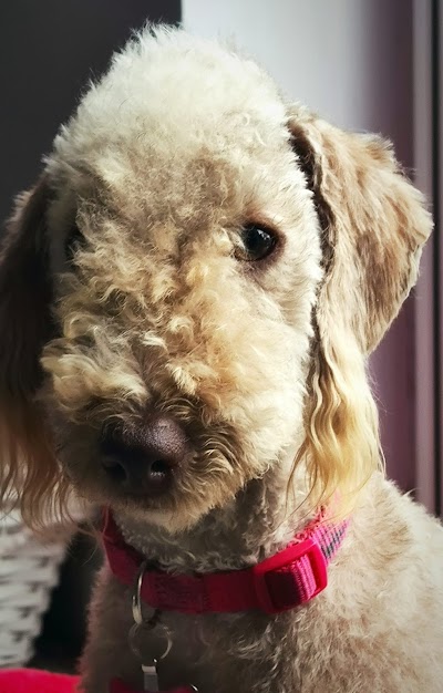 Photo associated with rivendown all pets grooming services