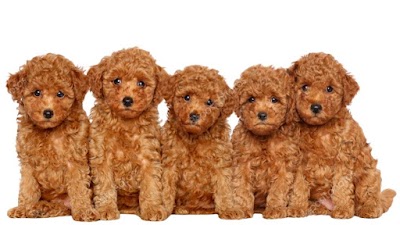 Photo associated with Poodles & Pals Dog Grooming