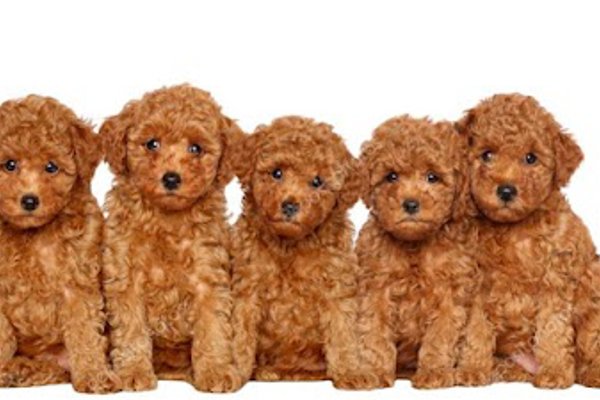 Photo associated with Poodles & Pals Dog Grooming