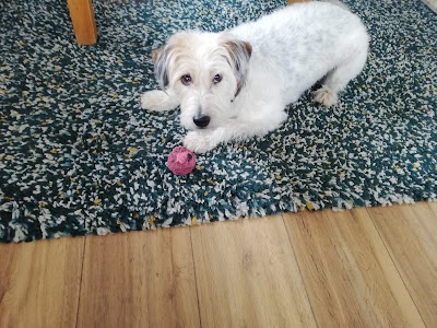 Photo associated with Poodles & Pals Dog Grooming