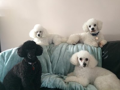 Photo associated with Poodles & Pals Dog Grooming