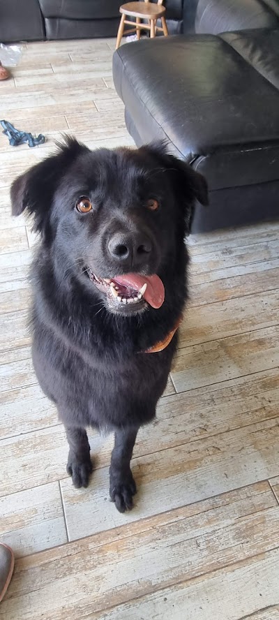 Photo associated with Posh Pooches Dog Groomers