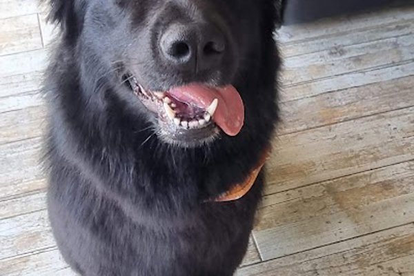 Photo associated with Posh Pooches Dog Groomers