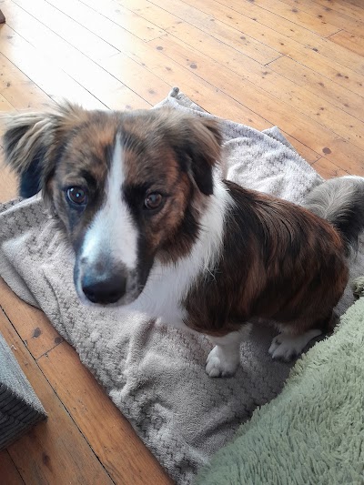Photo associated with Posh Pooches Dog Groomers