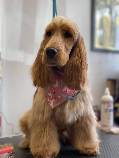 Photo associated with The Groomer