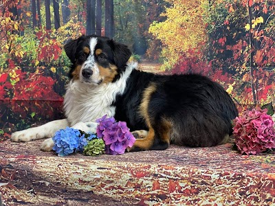 Photo associated with The Groomer