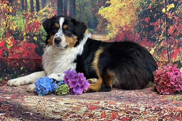 Photo associated with The Groomer