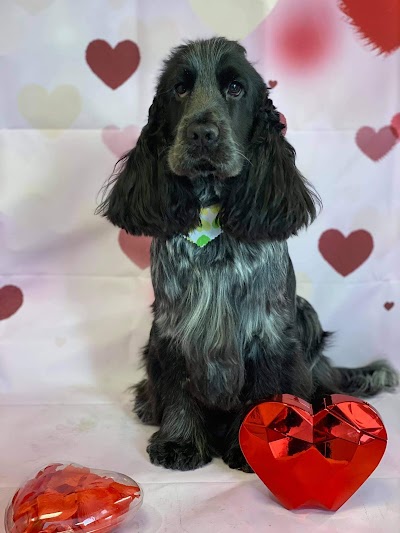 Photo associated with The Groomer