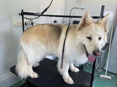 Photo associated with Happy hound hairstyles