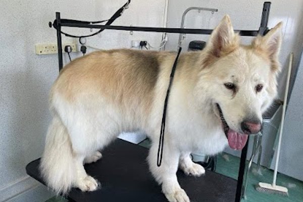 Photo associated with Happy hound hairstyles
