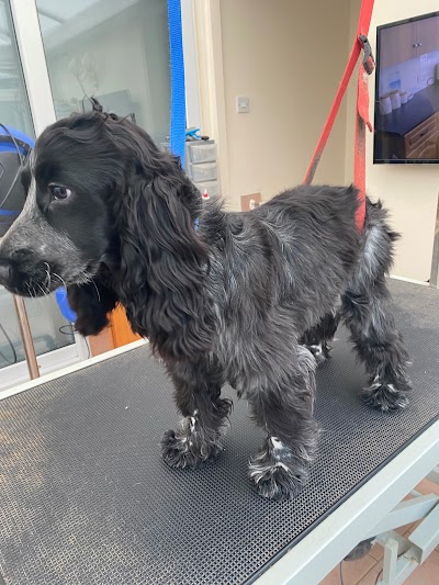 Photo associated with K9 Mobile Dog Grooming