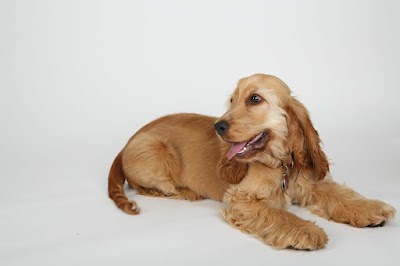 Photo associated with K9 Mobile Dog Grooming