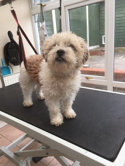 Photo associated with K9 Mobile Dog Grooming