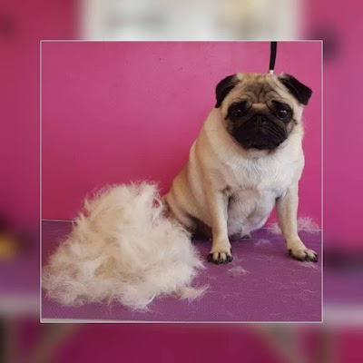 Photo associated with Groomingtails Dog Spa and Groom School