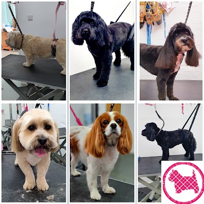 Photo associated with Millie's Paws Grooming Studio/The Midlands School of Dog Grooming