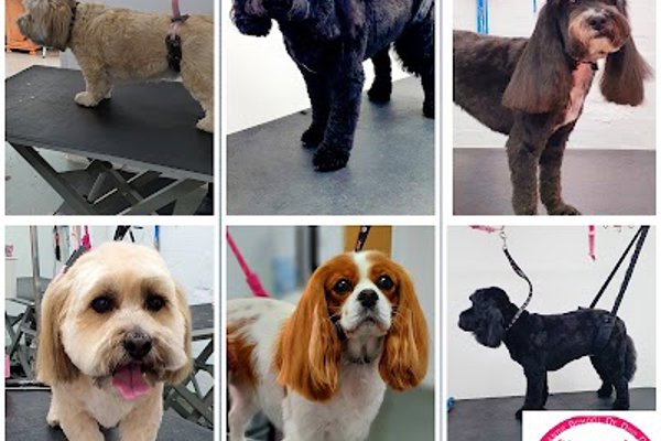 Photo associated with Millie's Paws Grooming Studio/The Midlands School of Dog Grooming