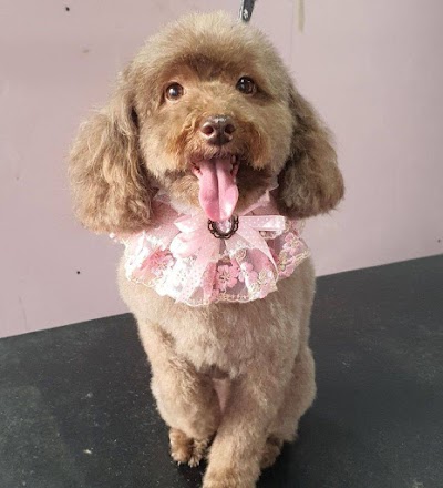 Photo associated with Millie's Paws Grooming Studio/The Midlands School of Dog Grooming