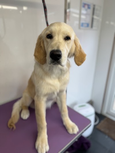 Photo associated with LedByLead Dog Grooming Horsforth
