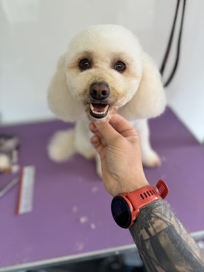 Photo associated with LedByLead Dog Grooming Horsforth