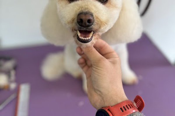 Photo associated with LedByLead Dog Grooming Horsforth