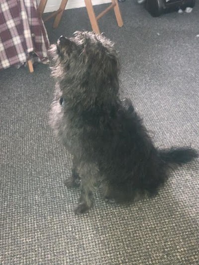 Photo associated with Soggy Doggy
