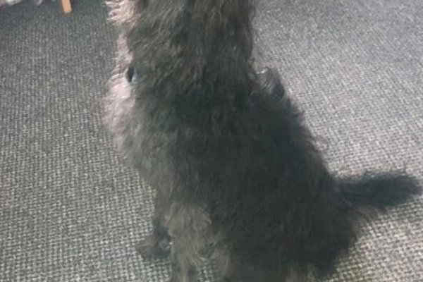Photo associated with Soggy Doggy