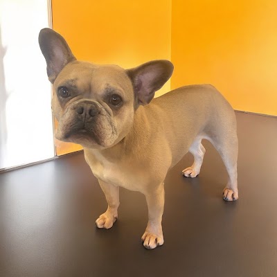 Photo associated with Brooke at Tail Wags