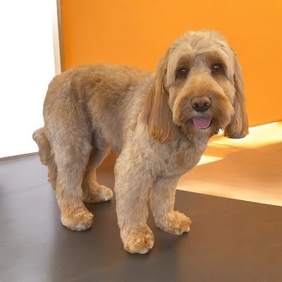 Photo associated with Brooke at Tail Wags