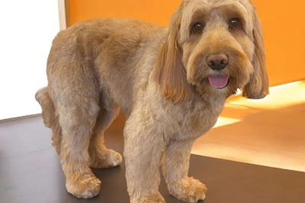 Photo associated with Brooke at Tail Wags