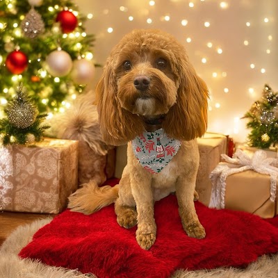 Photo associated with Brooke at Tail Wags