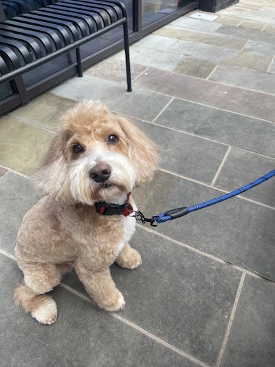 Photo associated with The Mutts Club, Manchester City Centre Dog Grooming