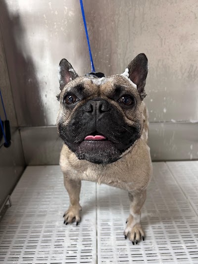 Photo associated with The Mutts Club, Manchester City Centre Dog Grooming