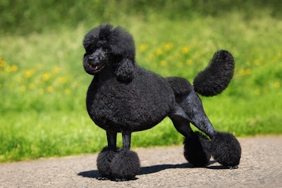 Photo associated with DogsRus Grooming Service
