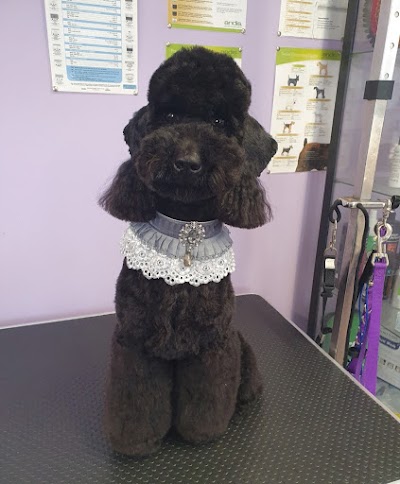 Photo associated with DogsRus Grooming Service