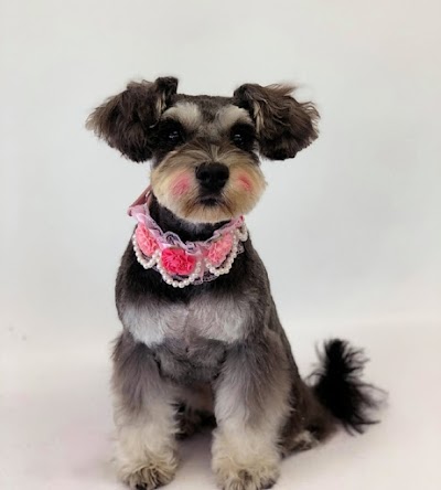 Photo associated with DogsRus Grooming Service