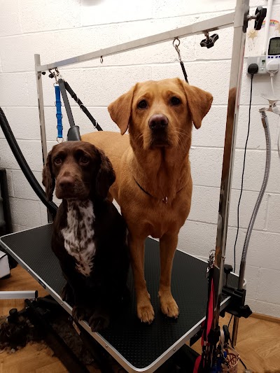 Photo associated with Jo's Pet Grooming & Holistic Therapies
