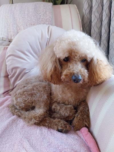 Photo associated with Jo's Pet Grooming & Holistic Therapies