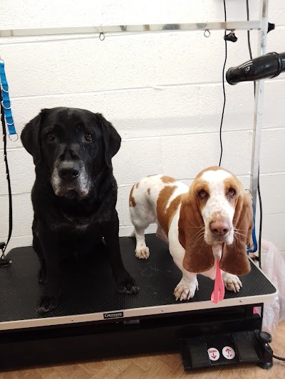 Photo associated with Jo's Pet Grooming & Holistic Therapies