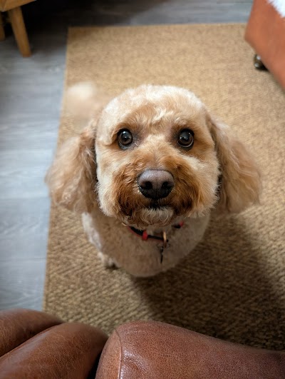 Photo associated with Stinky Paws Pet Parlour