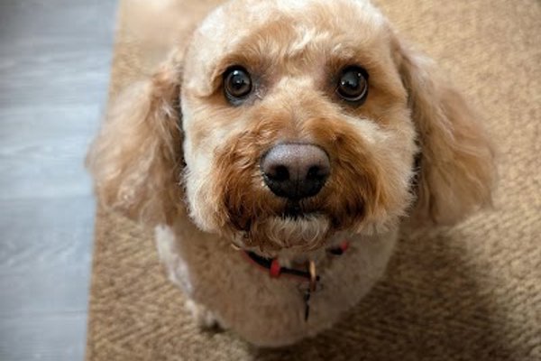 Photo associated with Stinky Paws Pet Parlour