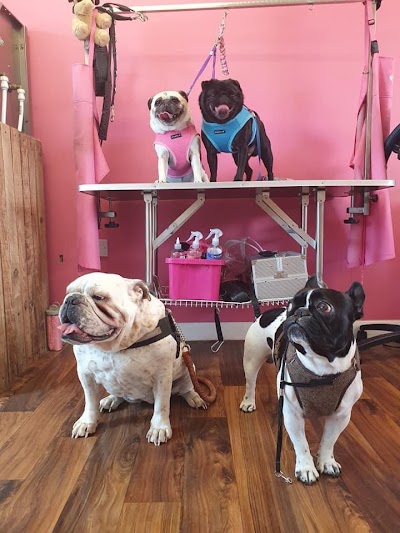 Photo associated with Stinky Paws Pet Parlour