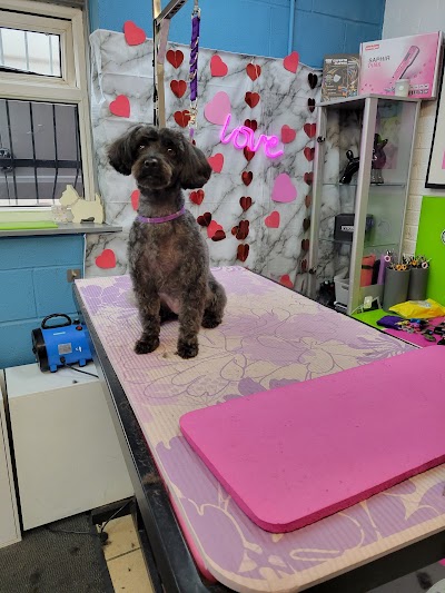 Photo associated with Furstyles Pet Grooming & Pet Services by Suzanne