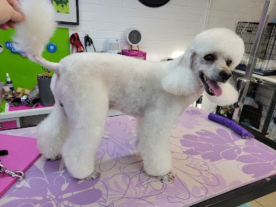 Photo associated with Furstyles Pet Grooming & Pet Services by Suzanne