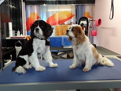 Photo associated with Pongo's Paws Dog Grooming Salon