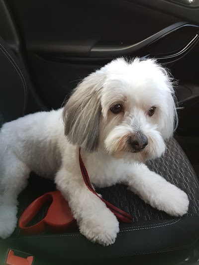 Photo associated with Wirral Dog Groomers