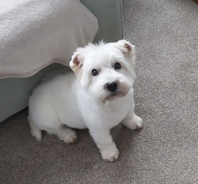 Photo associated with Wirral Dog Groomers